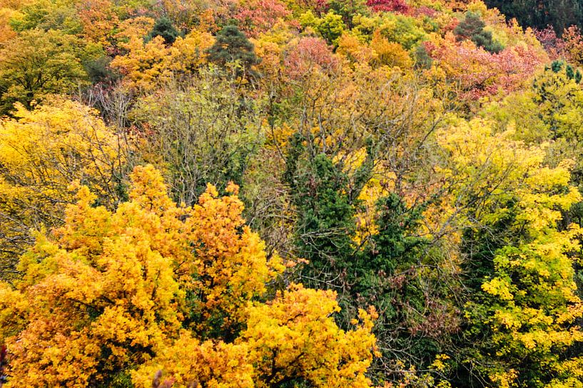 De toppen van de bomen van Petra Brouwer