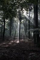 Sonnenstrahlen durch die Bäume