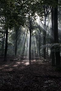 Sonnenstrahlen durch die Bäume