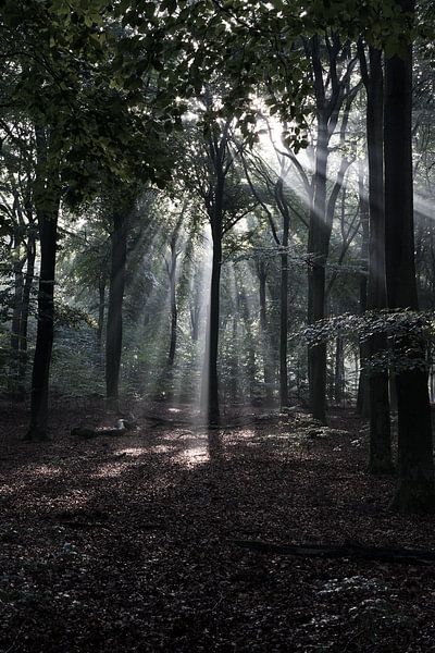 Sonnenstrahlen durch die Bäume von DuFrank Images