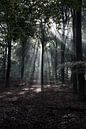 Sonnenstrahlen durch die Bäume von DuFrank Images Miniaturansicht