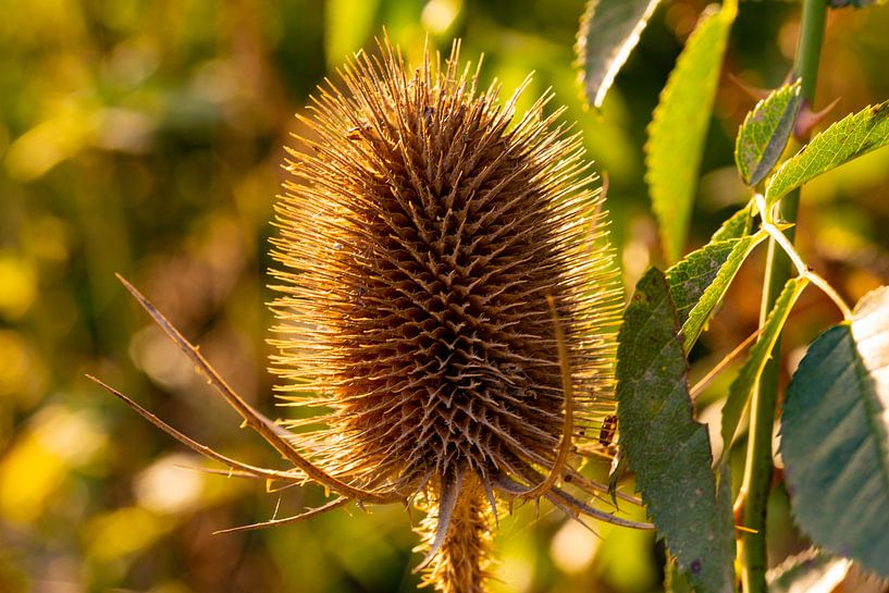 Sunlight on spines - Wild teasel on the Filsberg by Fototante