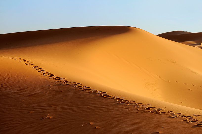 Zandduinen in Erg Chebbi woestijn Zuid Marokko met kamelen sporen. van Gonnie van de Schans