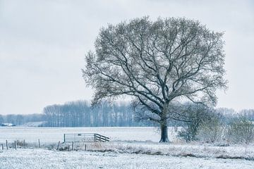 Boom in winters landschap van Moetwil en van Dijk - Fotografie