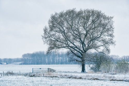 Boom in winters landschap