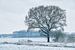 Boom in winters landschap van Moetwil en van Dijk - Fotografie