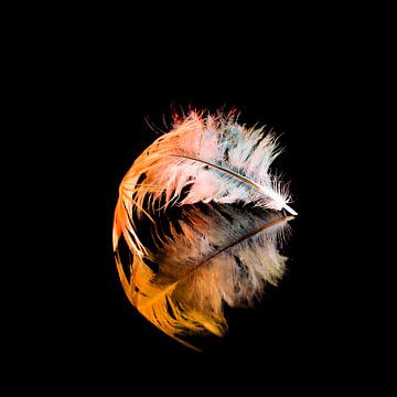 Spring of light - Reflection of a feather by foto by rob spruit