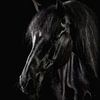 Tête de cheval Blackfoto sur Ellen Van Loon