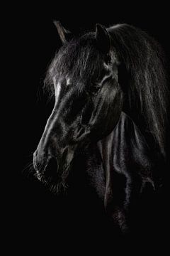 Tête de cheval Blackfoto sur Ellen Van Loon