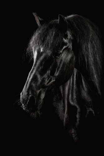 Blackfoto head horse
