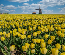 Blumenzwiebelfeld, gelbe Tulpen, Windmühle, Wormer, , Nordholland