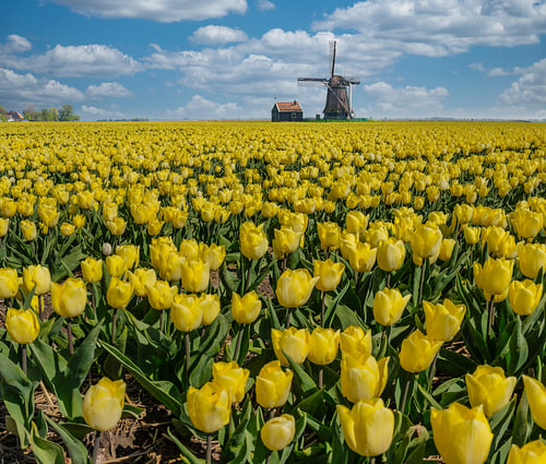 Field of flower bulbs, yellow tulips, windmill, Wormer, , North Holland by Rene van der Meer