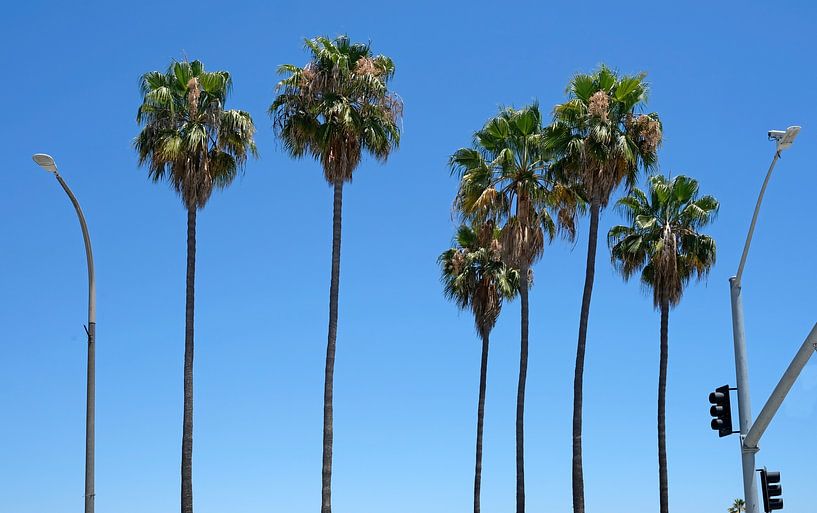 Palm trees against a blue sky in California by Lensw0rld