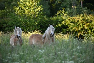 Paarden in de wei van NatureBliss