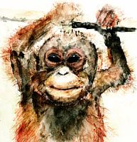 Pongo