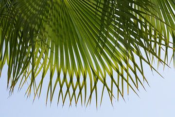 Grünes Palmblatt und blauer Himmel am Strand