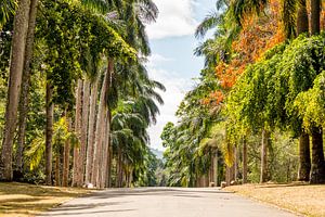 Een weg door een botanische tuin in Colombo, Sri Lanka met veel verschillende bomen van Hein Fleuren