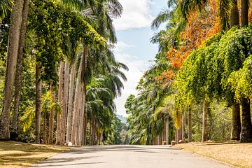 Een weg door een botanische tuin in Colombo, Sri Lanka met veel verschillende bomen