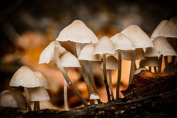 Une forêt de conte de fées dans votre propre jardin (sans bordure) sur Fotografie Jeronimo