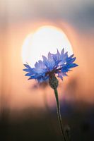 Cornflower Sun Lantern