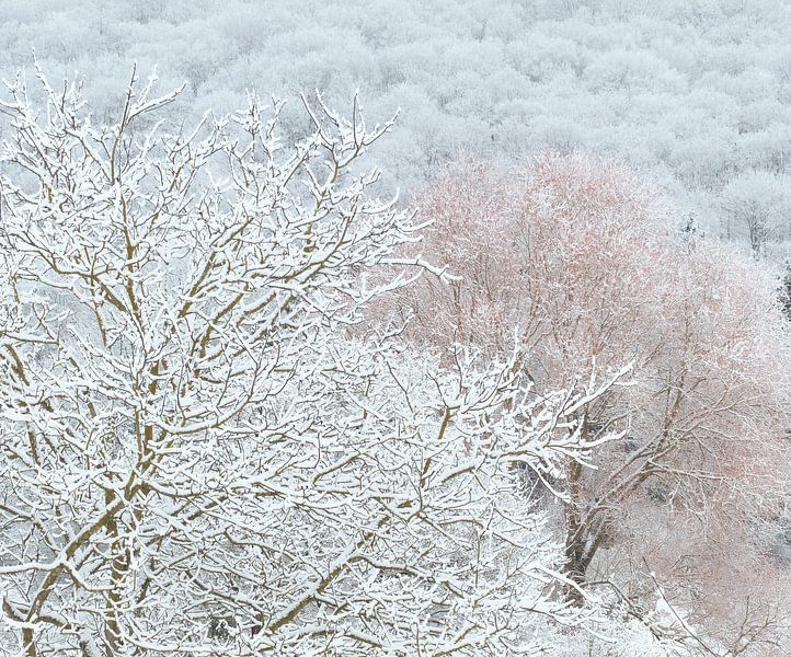 Wonderland by Mirakels Kiekje