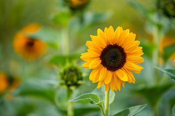 leuchtende Blumen mit ihren Blumen stehen im Mittelpunkt