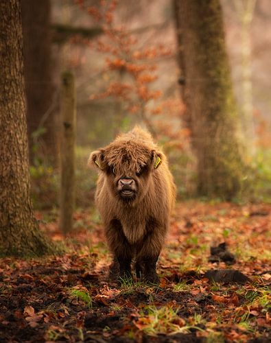Scottish Highlander calf in autumn colours