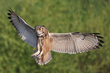 Bengaalse Oehoe (Bubo bengalensis) van Ronald Pol