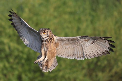Bengaalse Oehoe (Bubo bengalensis)