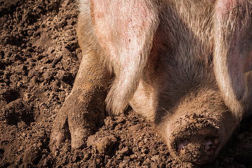 Varken aan de muur von Raymond Meerbeek
