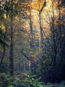 Transitions 2 (Impression automnale)