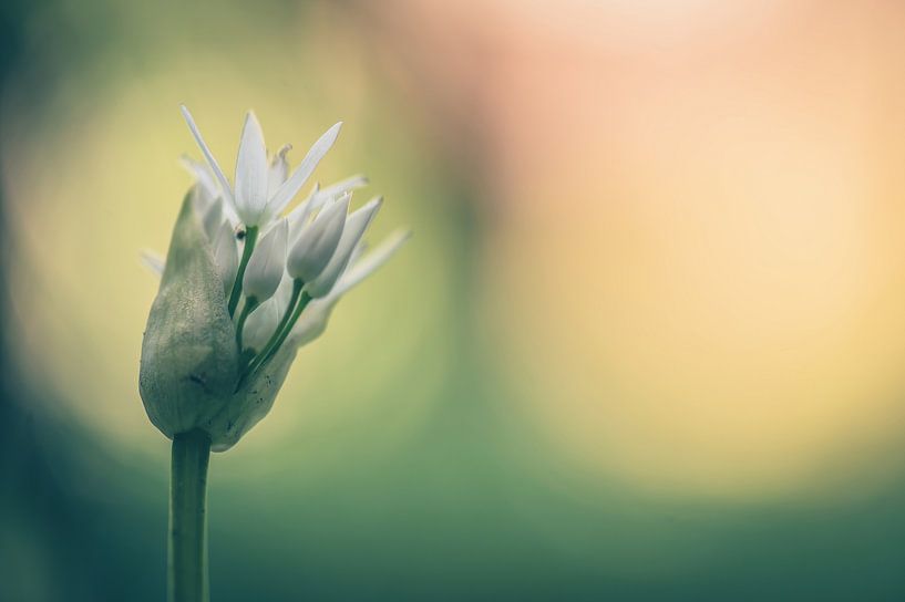 Blumen Teil 277 von Tania Perneel