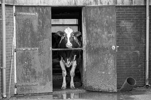Kuh im Stall von Anjo Kan