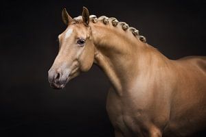 portrait d'un cheval avec des brioches | palomino | photographie équine