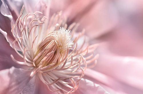 Clematis