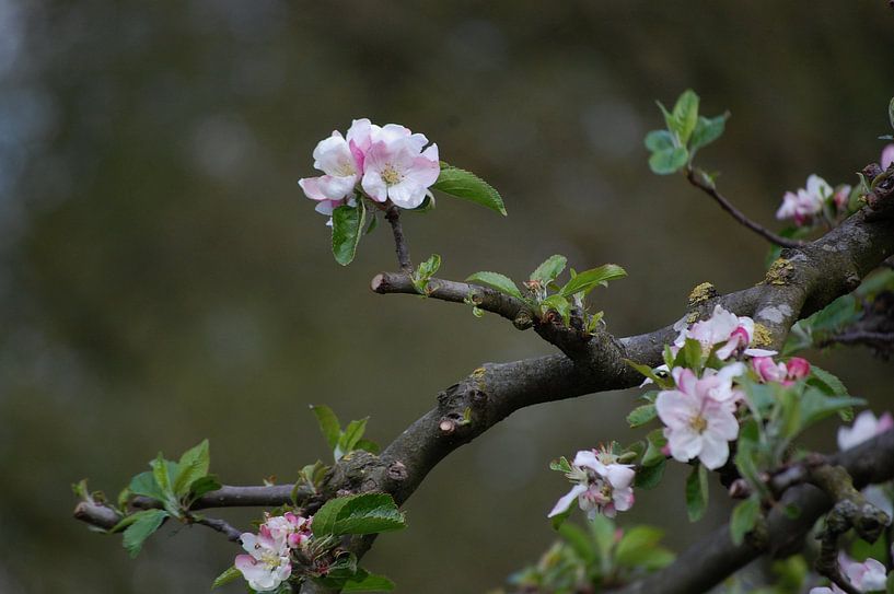 Appelbloesem par Rob de Jong