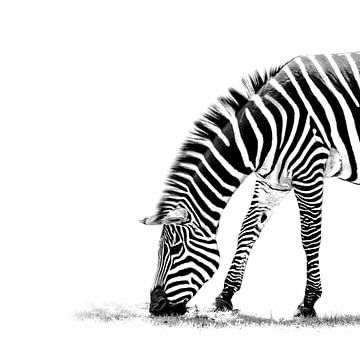 Zebra in schwarz-weiß von Leny Silina Helmig