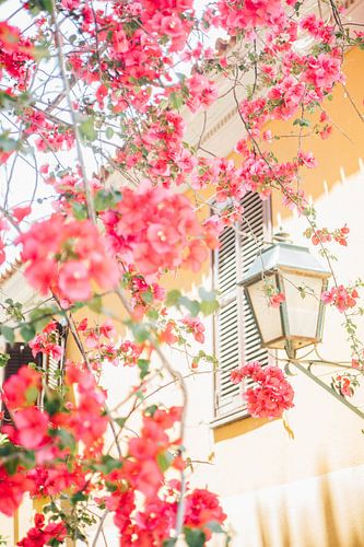 Lantern and Pink Flowers by Patrycja Polechonska