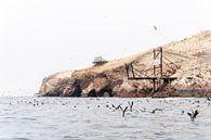 Zeevogels bij Islas Ballestas, Peru van Pascal van den Berg thumbnail