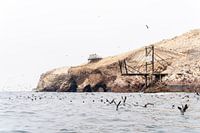 Zeevogels bij Islas Ballestas, Peru