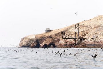 Zeevogels bij Islas Ballestas, Peru van Pascal van den Berg