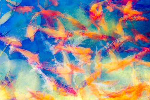 Die farbenprächtigsten Koi