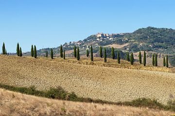 TOSCANA Volterra - cipressen 004 van Bernd Hoyen