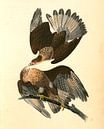 Caracara Eagle., Audubon, John James, 1785-1851, Adelaar van Liszt Collection thumbnail