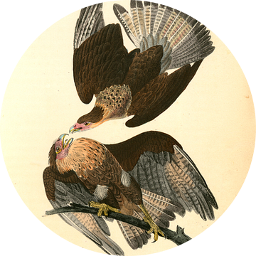 Caracara Eagle., Audubon, John James, 1785-1851, Adelaar