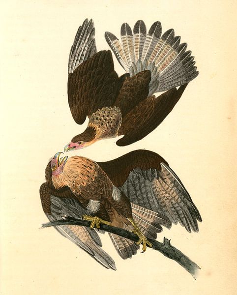 Aigle caracara, Audubon, John James, 1785-1851, Aigle par Liszt Collection