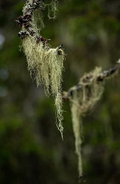 Beard Moss by Harry Punter