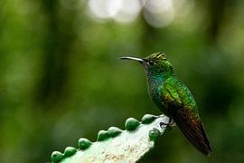 Kupferkopf Smaragdkolibri von Sander van Gorp