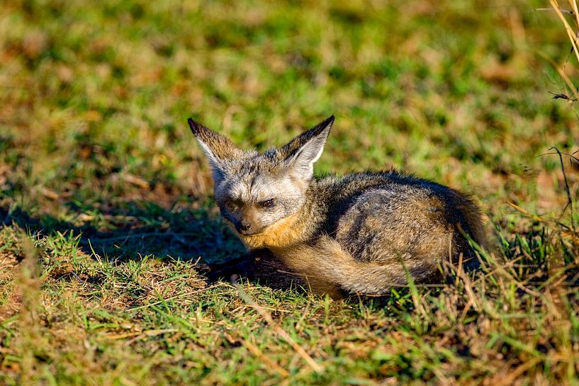 Bat Eared Fox by Peter Michel