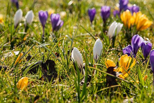 Crocus au petit matin. sur René von Hout